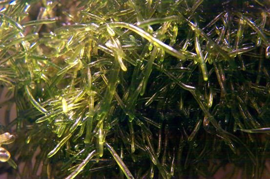  Cladophora herpestrica (Turf Algae)